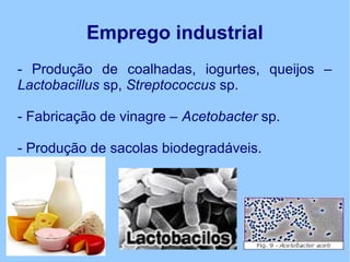 Emprego industrial
- Produção de coalhadas, iogurtes, queijos –
Lactobacillus sp, Streptococcus sp.
- Fabricação de vinagre – Acetobacter sp.
- Produção de sacolas biodegradáveis.
 