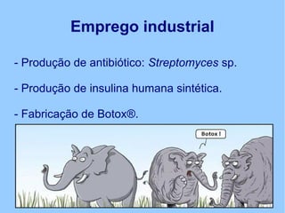 Emprego industrial
- Produção de antibiótico: Streptomyces sp.
- Produção de insulina humana sintética.
- Fabricação de Botox®.
 