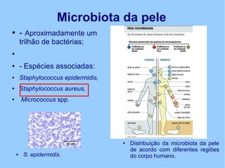Microbiota da pele
● - Aproximadamente um
trilhão de bactérias;
●
● - Espécies associadas:
● Staphylococcus epidermidis,
● Staphylococcus aureus,
● Micrococcus spp.
● Distribuição da microbiota da pele
de acordo com diferentes regiões
do corpo humano.● S. epidermidis.
 