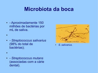 Microbiota da boca
● - Aproximadamente 150
milhões de bactérias por
mL de saliva.
●
● - Streptococcus salivarius
(98% do total de
bactérias);
●
● - Streptococcus mutans
(associadas com a cárie
dental).
● S. salivarius.
 