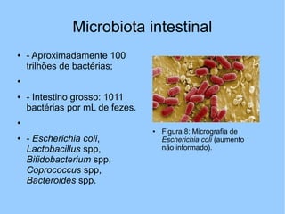 Microbiota intestinal
● - Aproximadamente 100
trilhões de bactérias;
●
● - Intestino grosso: 1011
bactérias por mL de fezes.
●
● - Escherichia coli,
Lactobacillus spp,
Bifidobacterium spp,
Coprococcus spp,
Bacteroides spp.
● Figura 8: Micrografia de
Escherichia coli (aumento
não informado).
 
