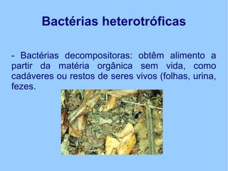 Bactérias heterotróficas
- Bactérias decompositoras: obtêm alimento a
partir da matéria orgânica sem vida, como
cadáveres ou restos de seres vivos (folhas, urina,
fezes.
 