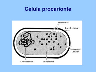 Célula procarionte
 