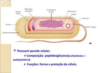  Possuem parede celular.
Composição: peptideoglicanos(carboidratos +
polipeptídeos).
 Funções: forma e proteção da célula.
 