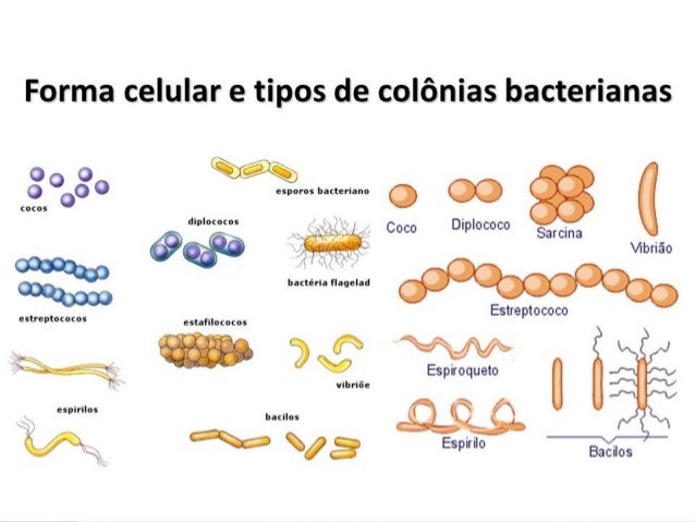 Biologia A, Profª Lara, 1ª Série EM Reino monera