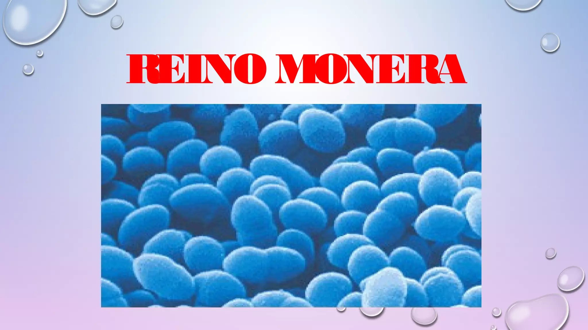 REINO MÓNERA; CARACTERÍSTICAS Y CLASIFICACIÓN. Lic Javier Cucaita | PPT