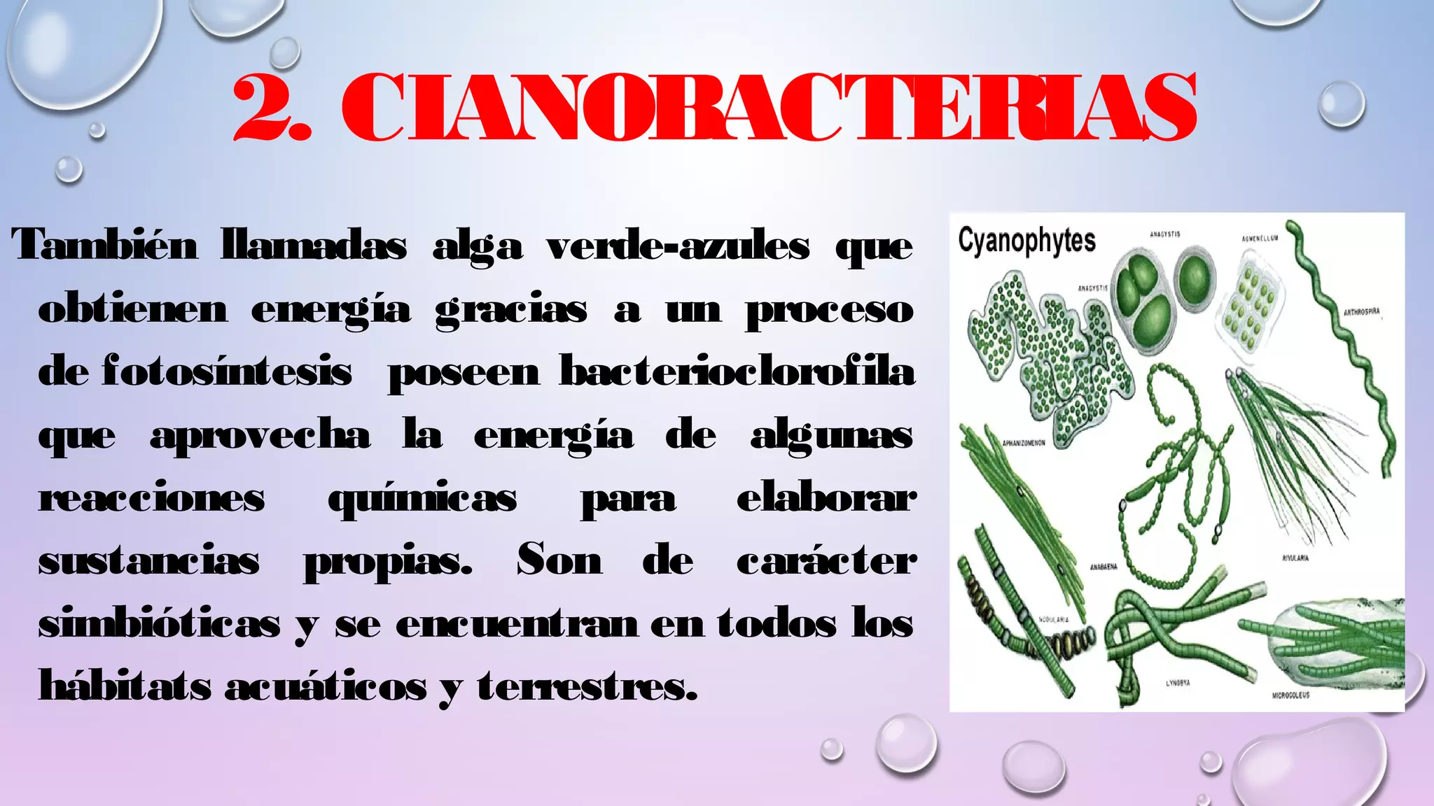 REINO MÓNERA; CARACTERÍSTICAS Y CLASIFICACIÓN. Lic Javier Cucaita | PPT