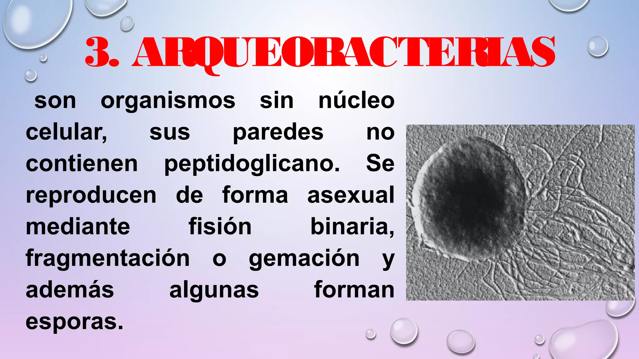 REINO MÓNERA; CARACTERÍSTICAS Y CLASIFICACIÓN. Lic Javier Cucaita | PPT