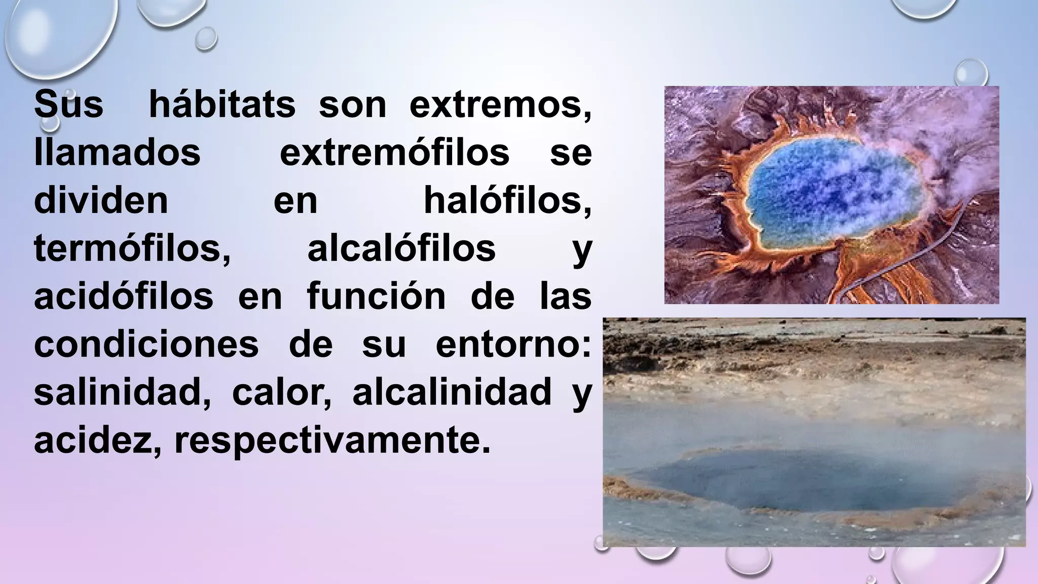 REINO MÓNERA; CARACTERÍSTICAS Y CLASIFICACIÓN. Lic Javier Cucaita | PPT