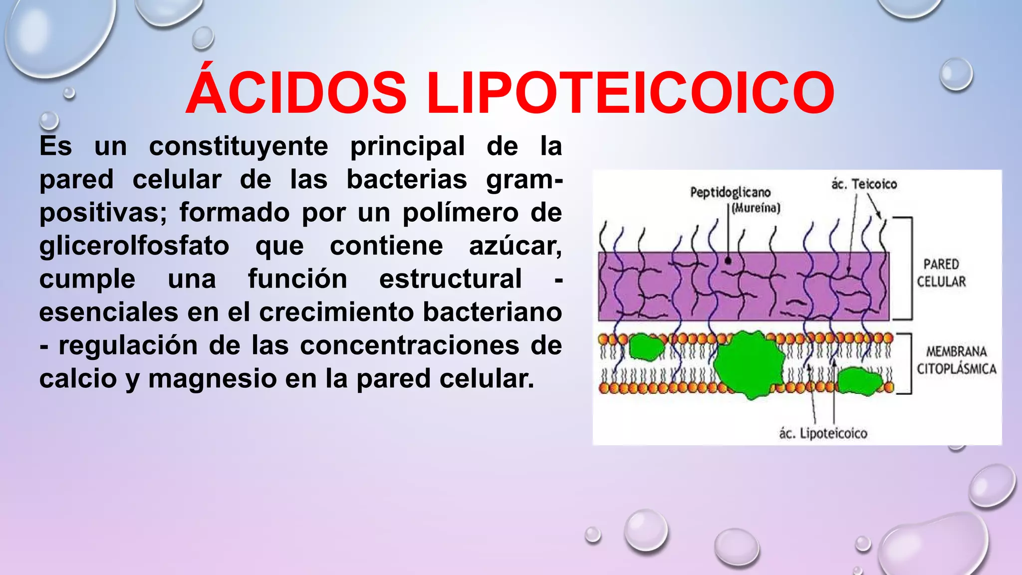 REINO MÓNERA; CARACTERÍSTICAS Y CLASIFICACIÓN. Lic Javier Cucaita | PPT