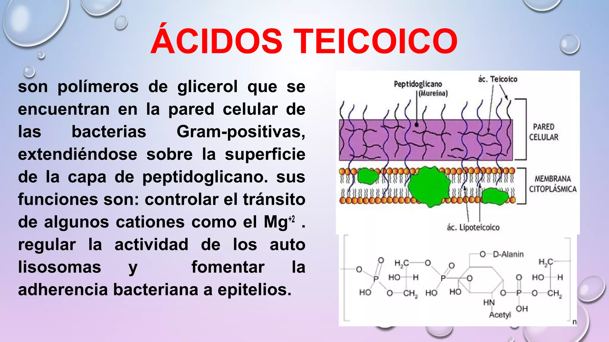 REINO MÓNERA; CARACTERÍSTICAS Y CLASIFICACIÓN. Lic Javier Cucaita | PPT