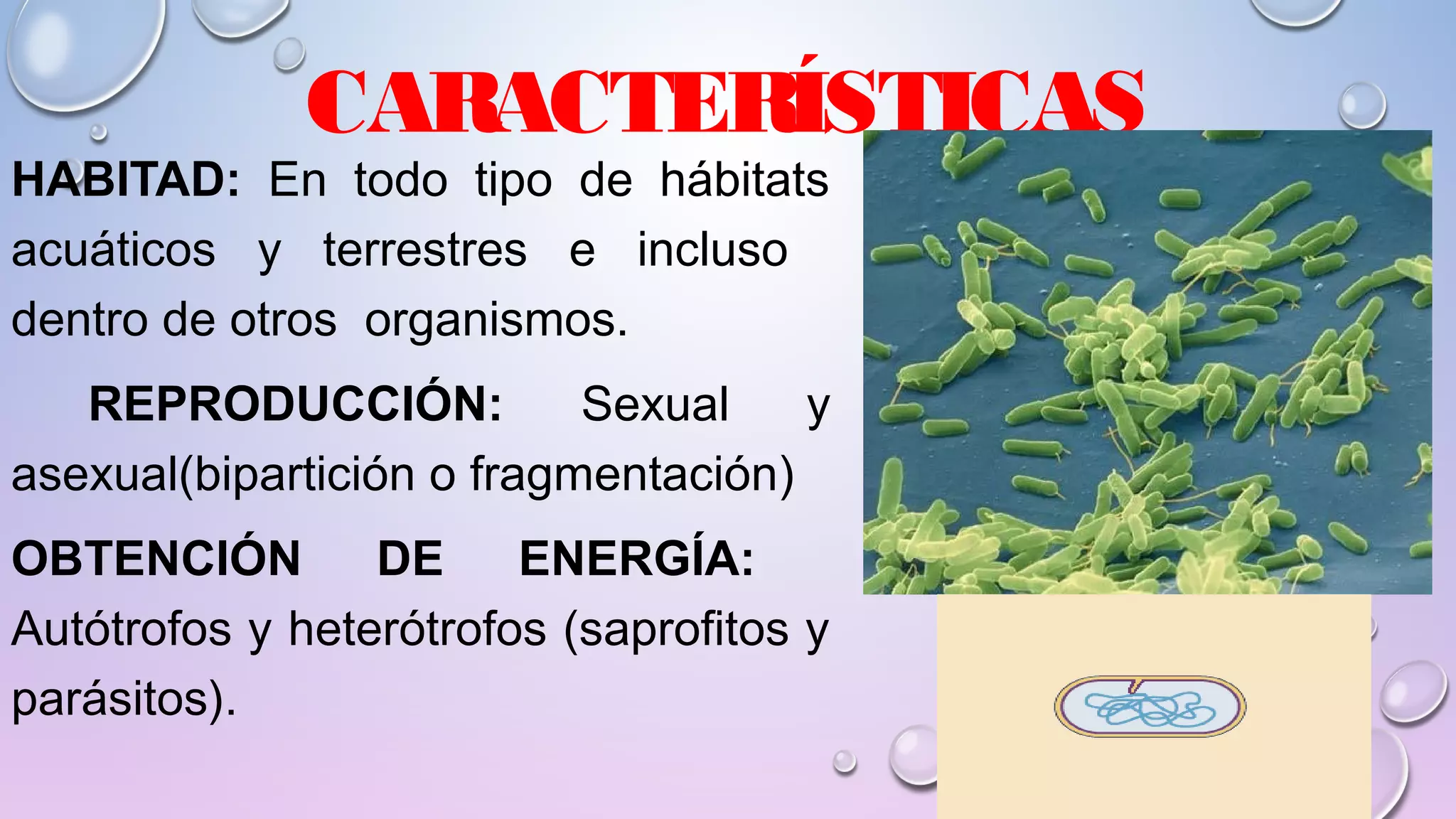 REINO MÓNERA; CARACTERÍSTICAS Y CLASIFICACIÓN. Lic Javier Cucaita | PPT