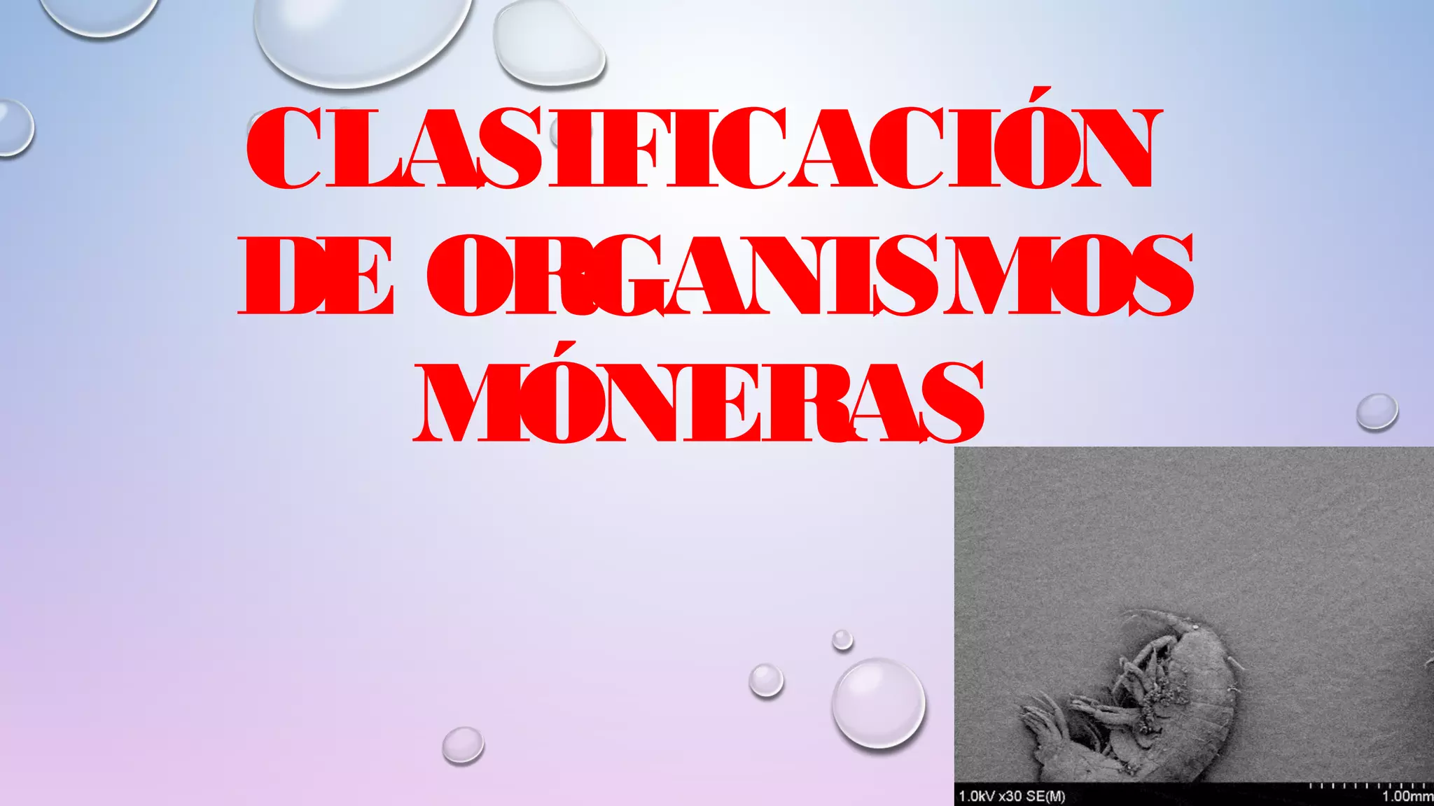 REINO MÓNERA; CARACTERÍSTICAS Y CLASIFICACIÓN. Lic Javier Cucaita | PPT