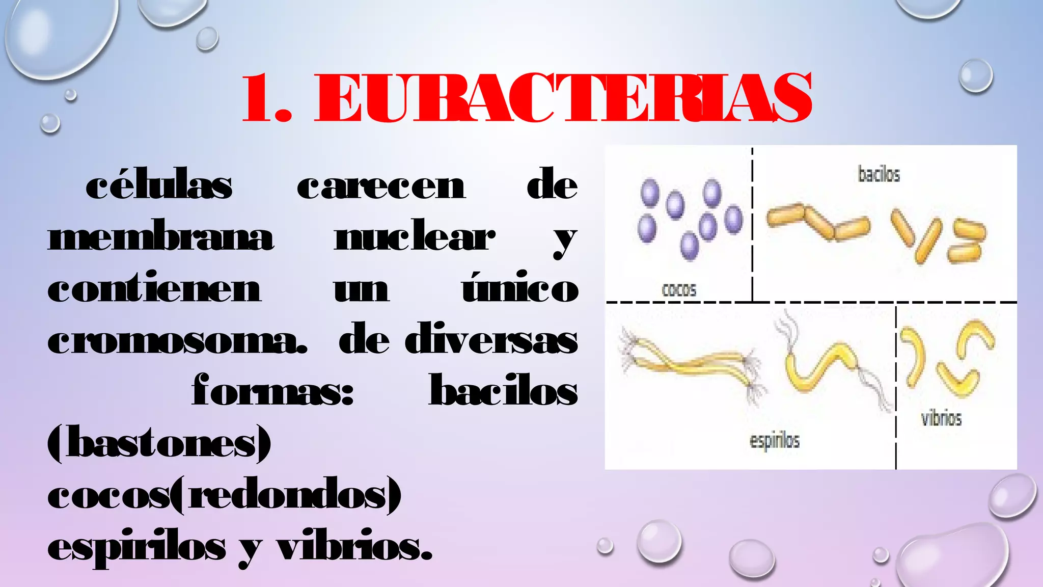 REINO MÓNERA; CARACTERÍSTICAS Y CLASIFICACIÓN. Lic Javier Cucaita | PPT