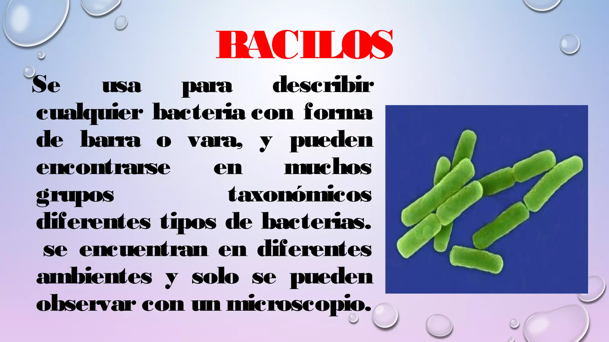 REINO MÓNERA; CARACTERÍSTICAS Y CLASIFICACIÓN. Lic Javier Cucaita | PPT