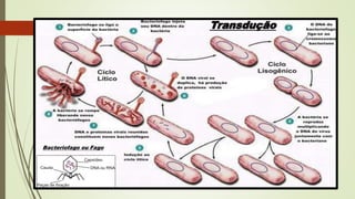Bacteriofago ou Fago
Transdução
 