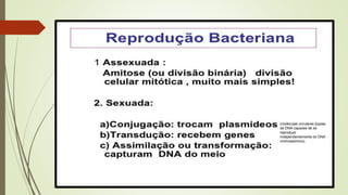 .
(moléculas circulares duplas
de DNA capazes de se
reproduzir
independentemente do DNA
cromossómico).
 