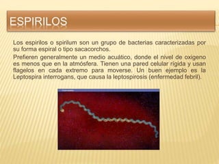 Los espirilos o spirilum son un grupo de bacterias caracterizadas por
su forma espiral o tipo sacacorchos.
Prefieren gener...