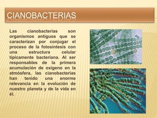 Las cianobacterias son
organismos antiguos que se
caracterizan por conjugar el
proceso de la fotosíntesis con
una estructu...
