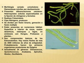  Morfología variada: unicelulares y
filamentosas móviles por deslizamiento
 Presentan diferenciaciones celulares:
Hetero...
