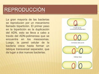 La gran mayoría de las bacterias
se reproducen por un mecanismo
llamado bipartición. El primer paso
en la bipartición es l...
