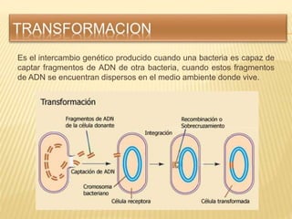 Es el intercambio genético producido cuando una bacteria es capaz de
captar fragmentos de ADN de otra bacteria, cuando est...