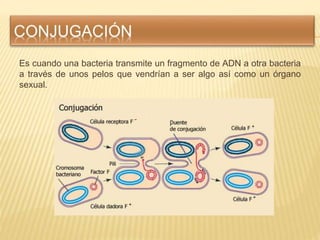 Es cuando una bacteria transmite un fragmento de ADN a otra bacteria
a través de unos pelos que vendrían a ser algo así co...
