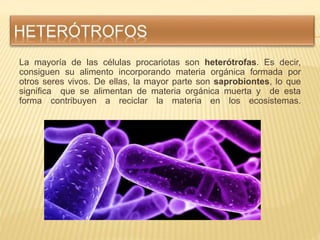 La mayoría de las células procariotas son heterótrofas. Es decir,
consiguen su alimento incorporando materia orgánica form...