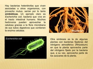 Hay bacterias heterótrofas que viven
asociadas a otros organismos, con
provecho mutuo, serían por lo tanto
simbióticas. Un...