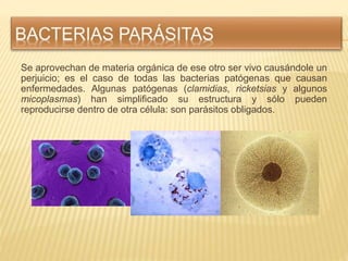 Se aprovechan de materia orgánica de ese otro ser vivo causándole un
perjuicio; es el caso de todas las bacterias patógena...