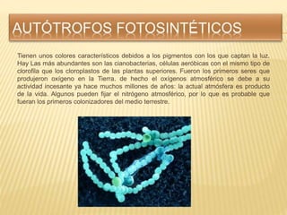Tienen unos colores característicos debidos a los pigmentos con los que captan la luz.
Hay Las más abundantes son las cian...