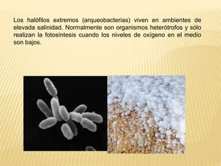 Los halófilos extremos (arqueobacterias) viven en ambientes de
elevada salinidad. Normalmente son organismos heterótrofos ...