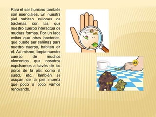 Para el ser humano también
son esenciales. En nuestra
piel habitan millones de
bacterias con las que
nuestro cuerpo intera...