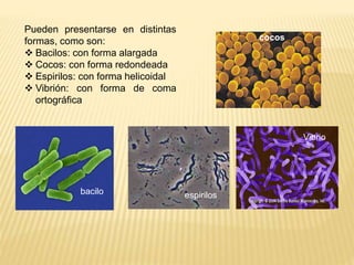 Pueden presentarse en distintas
formas, como son:
 Bacilos: con forma alargada
 Cocos: con forma redondeada
 Espirilos:...