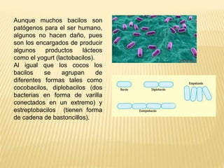 Aunque muchos bacilos son
patógenos para el ser humano,
algunos no hacen daño, pues
son los encargados de producir
algunos...