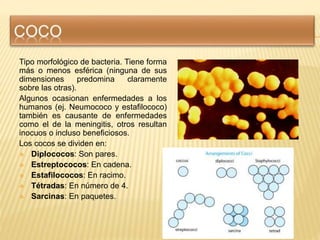 Tipo morfológico de bacteria. Tiene forma
más o menos esférica (ninguna de sus
dimensiones predomina claramente
sobre las ...