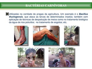 BACTÉRIAS CARNÍVORAS
Utilizadas no combate de pragas da agricultura. Um exemplo é o Bacillus
thuringensis, que ataca as larvas de determinados insetos; também com
aplicação de técnicas de despoluição de meios como no tratamento biológico
da água de rios poluídos; no tratamento de esgotos; etc.
 