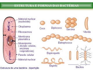 ESTRUTURA E FORMAS DAS BACTÉRIAS
 