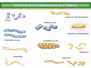 ESTRUTURA E FORMAS DAS BACTÉRIAS
 