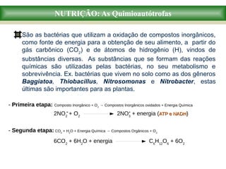 NUTRIÇÃO: As Quimioautótrofas
São as bactérias que utilizam a oxidação de compostos inorgânicos,
como fonte de energia para a obtenção de seu alimento, a partir do
gás carbônico (CO2
) e de átomos de hidrogênio (H), vindos de
substâncias diversas. As substâncias que se formam das reações
químicas são utilizadas pelas bactérias, no seu metabolismo e
sobrevivência. Ex. bactérias que vivem no solo como as dos gêneros
Baggiatoa, Thiobacillus, Nitrosomonas e Nitrobacter, estas
últimas são importantes para as plantas.
- Primeira etapa: Composto Inorgânico + O2
→ Compostos Inorgânicos oxidados + Energia Química
- Segunda etapa: CO2
+ H2
O + Energia Química → Compostos Orgânicos + O2
2NO2
+ O2
2NO3
+ energia (ATP e NADHATP e NADH)- -
6CO2
+ 6H2
O + energia C6
H12
O6
+ 6O2
 
