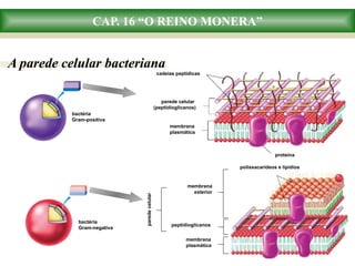 CAP. 16 “O REINO MONERA”
A parede celular bacteriana
proteína
cadeias peptídicas
parede celular
(peptidioglicanos)
membrana
plasmática
bactéria
Gram-negativa
bactéria
Gram-positiva
paredecelular
membrana
exterior
peptidioglicanos
membrana
plasmática
polissacarídeos e lipídios
 