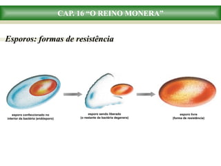 CAP. 16 “O REINO MONERA”
Esporos: formas de resistência
esporo confeccionado no
interior da bactéria (endósporo)
esporo livre
(forma de resistência)
esporo sendo liberado
(o restante da bactéria degenera)
 