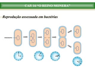 CAP. 16 “O REINO MONERA”
Reprodução assexuada em bactérias
mesossomo
 
