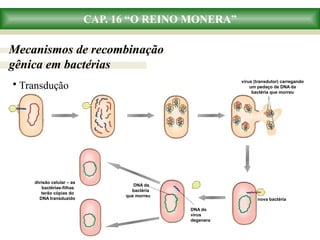 CAP. 16 “O REINO MONERA”
Mecanismos de recombinação
gênica em bactérias
• Transdução
DNA da
bactéria
que morreu
DNA do
vírus
degenera
divisão celular – as
bactérias-filhas
terão cópias do
DNA transduzido
vírus (transdutor) carregando
um pedaço de DNA da
bactéria que morreu
nova bactéria
 