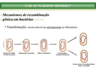 CAP. 16 “O REINO MONERA”
• Transformação: ocorre através da eletroporação no laboratório.
divisão celular: as bactérias-filhas
terão o novo DNA
fragmento de DNA
no meio de cultivo
DNA penetra na bactéria DNA no hialoplasma incorporação à
cromatina bacteriana
Mecanismos de recombinação
gênica em bactérias
 