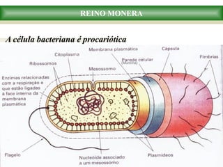 REINO MONERA
A célula bacteriana é procariótica
(Mureína)
 