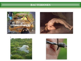 BACTERIOSES
 