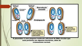 Conjugação
O plasmídeo é uma pequena molécula adicional de DNA circular que
está presente em algumas bactérias, além do
cromossomo normal.
Reprodução
sexuada
 