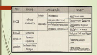 Sífilis
lepraTuberculose
Faringite
gonorréiapneumonia
gastrite
Pneumonia
Cólera é uma infeção do intestino delgado por
algumas estirpes das bactérias Vibrio cholerae
ou Vibrio cholerae
 
