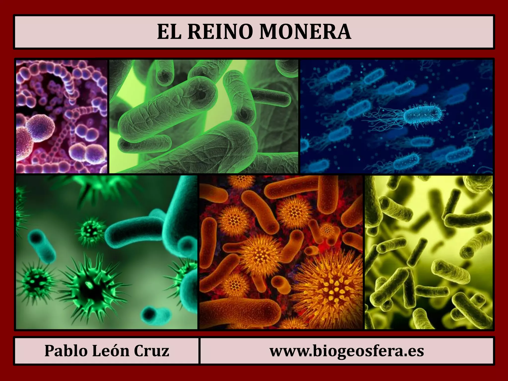 Reino Monera | PDF